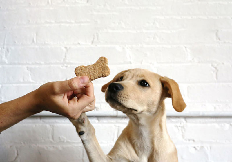Lợi ích của bánh thưởng cho chó