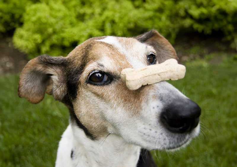Một số loại bánh thưởng cho chó phổ biến