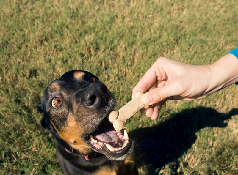 Lưu ý khi sử dụng bánh thưởng cho chó