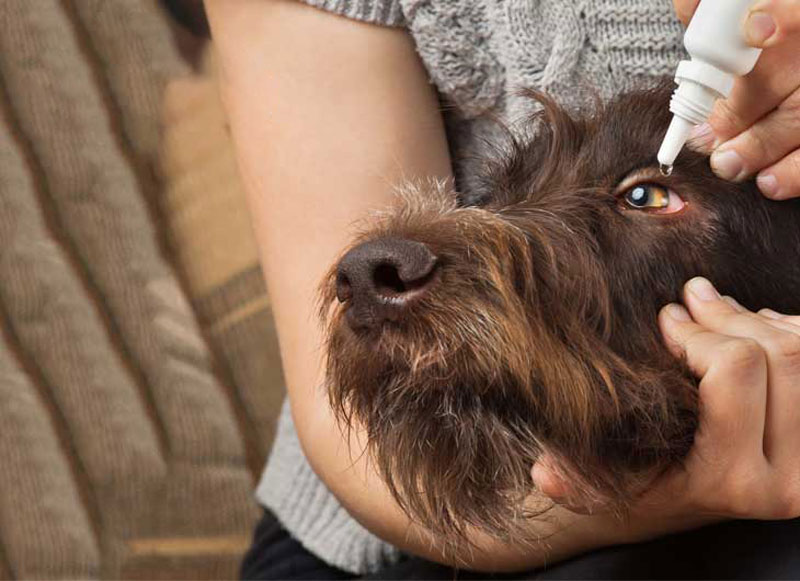 Vệ sinh mắt cho thú cưng