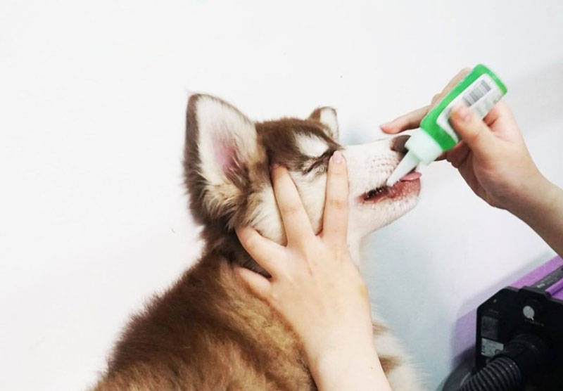 Các sản phẩm chăm sóc tai mắt miệng cho thú cưng