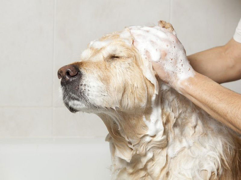 Lựa chọn sữa tắm cho chó dựa trên giống loài