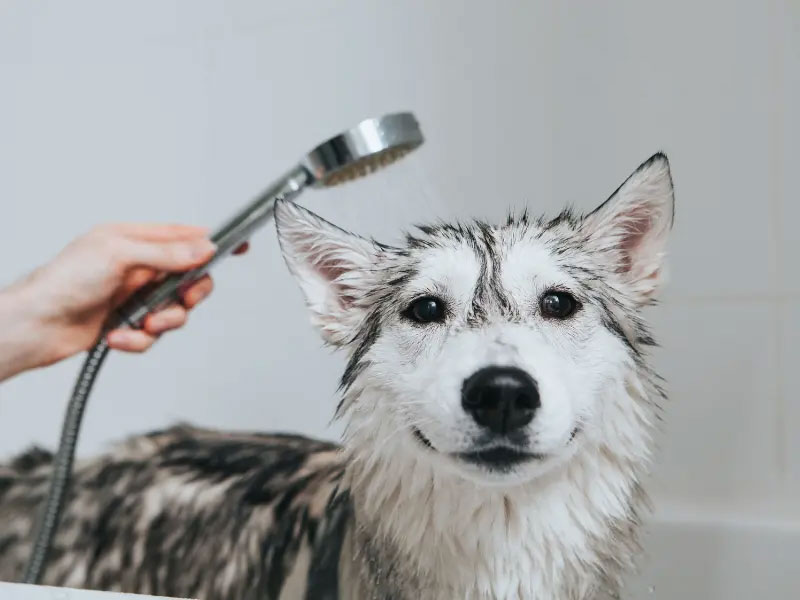 Một số thương hiệu sữa tắm cho chó uy tín