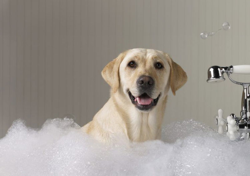 Một số lời khuyên từ chuyên gia tư vấn sản phẩm