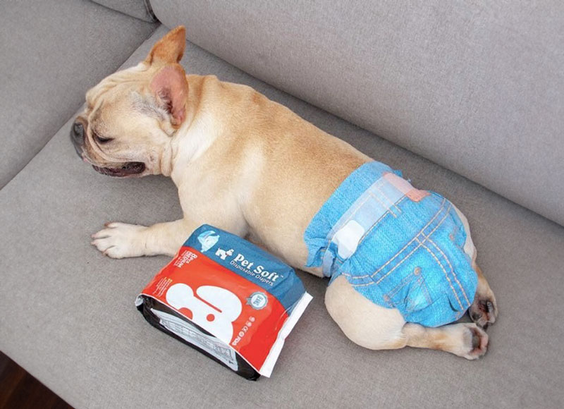 Công dụng của tả bỉm cho chó