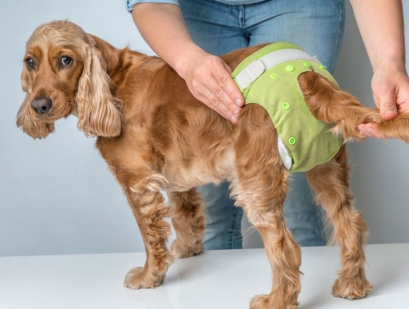 Loại tả bỉm cho chó nào tốt?