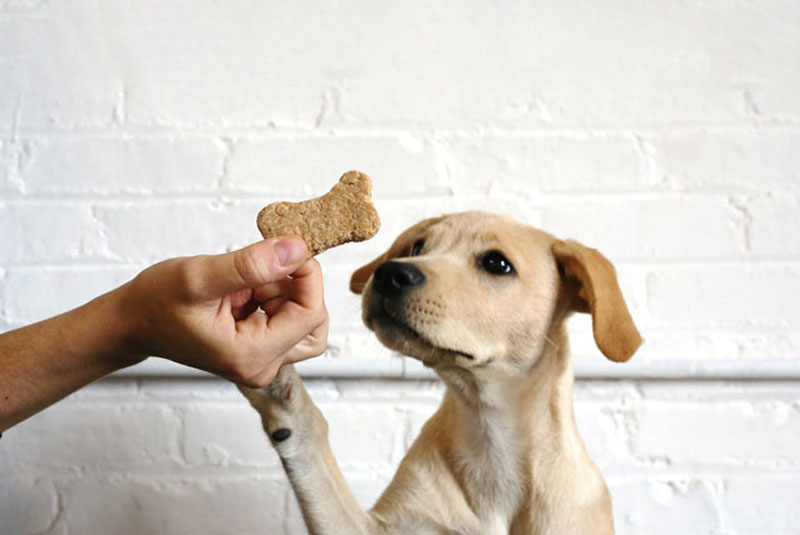 Bánh thưởng cho chó