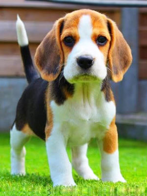 Chó Beagle