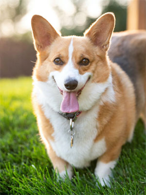Chó Corgi