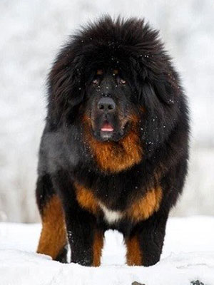 Chó Ngao Tây Tạng