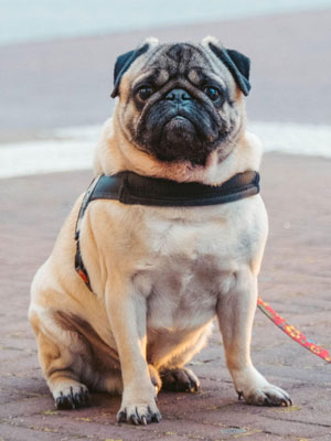 Chó Pug